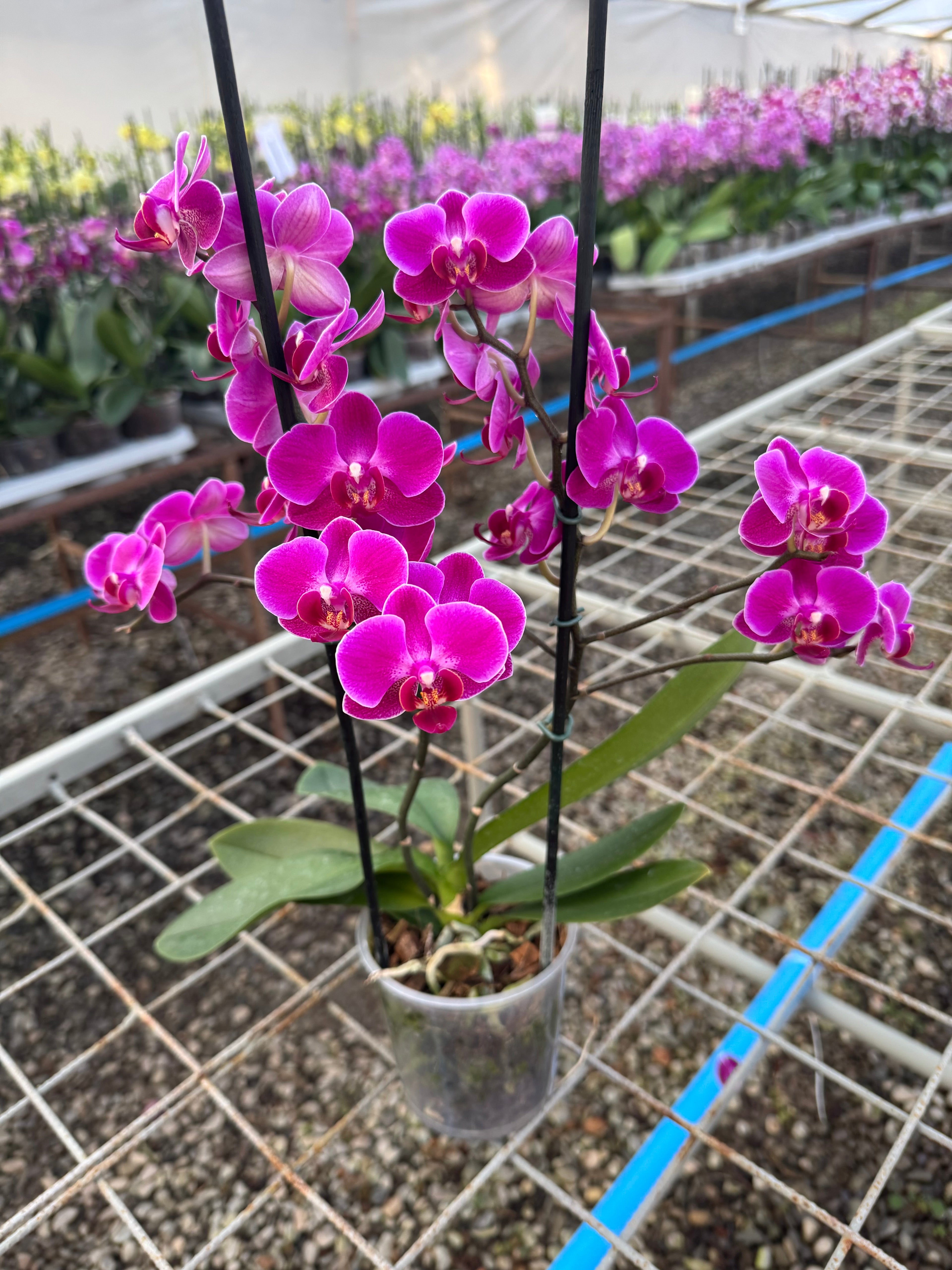 Orquidea phalaenopsis rosada multiflora Morelia (Multiflora)