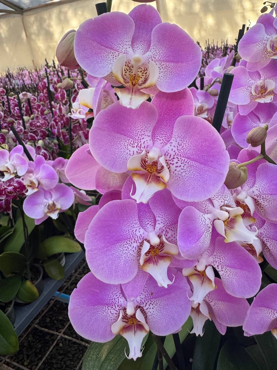 Orquidea phalaenopsis Rosada S13942