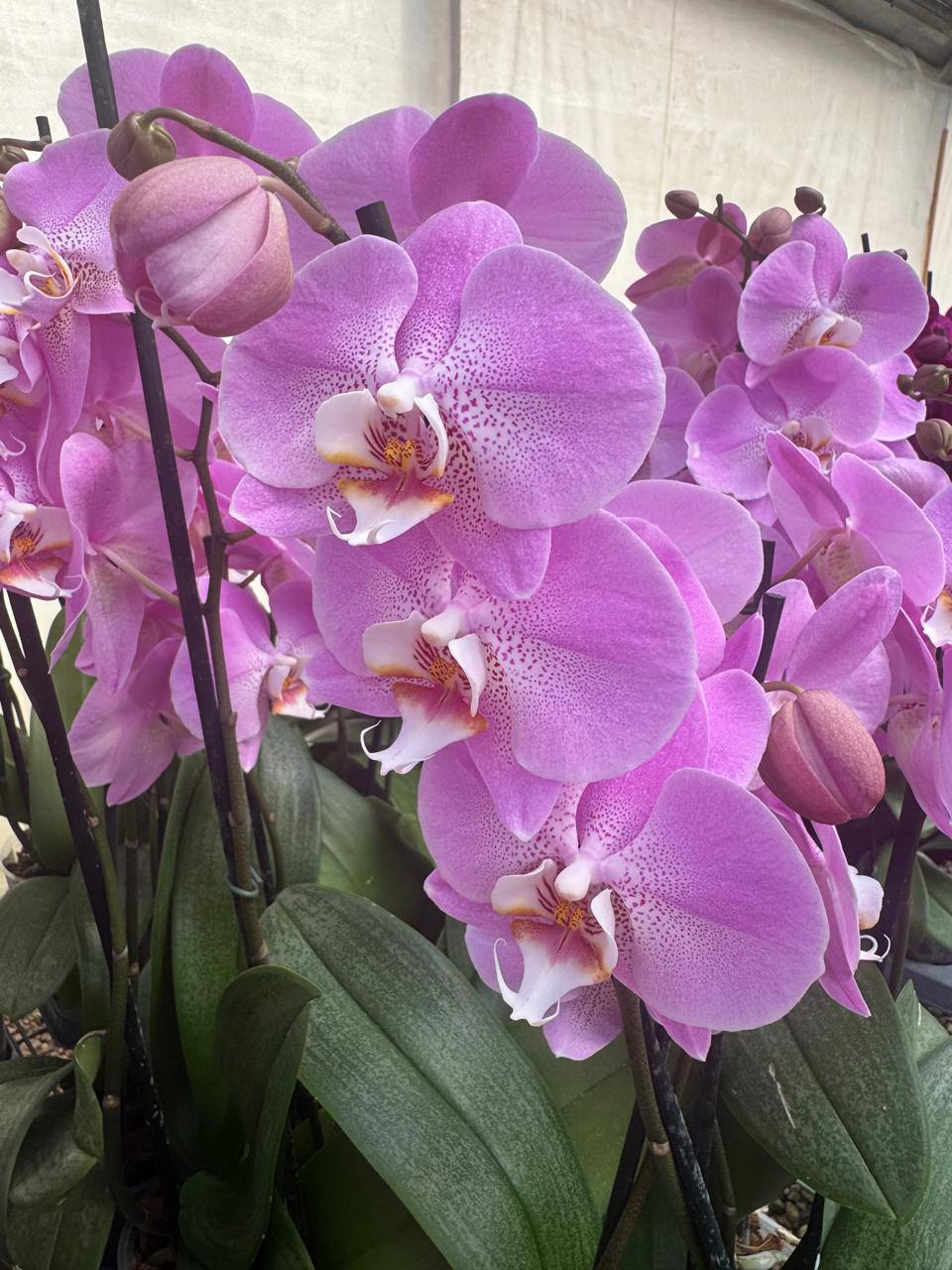 Orquidea phalaenopsis Rosada S13942