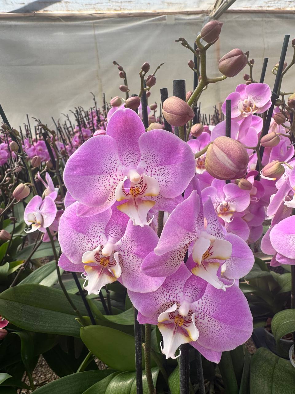 Orquidea phalaenopsis Rosada S13942