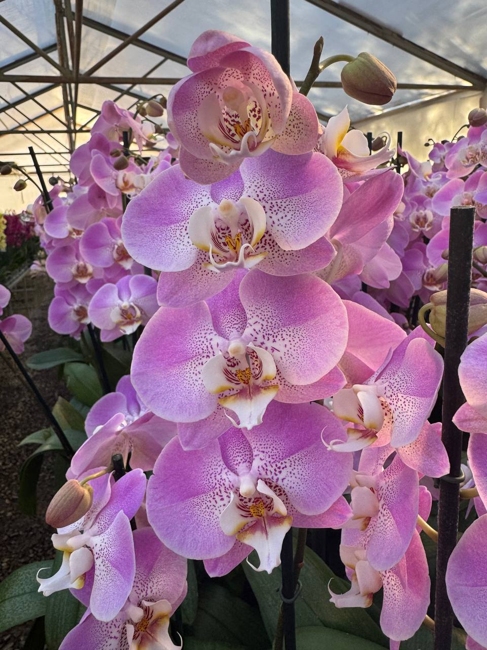 Orquidea phalaenopsis Rosada S13942
