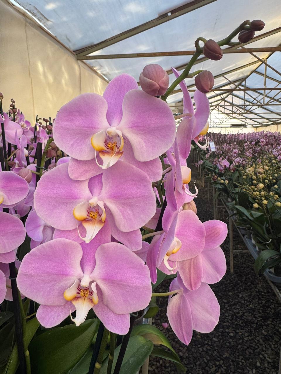 Orquidea phalaenopsis Rosada S14356