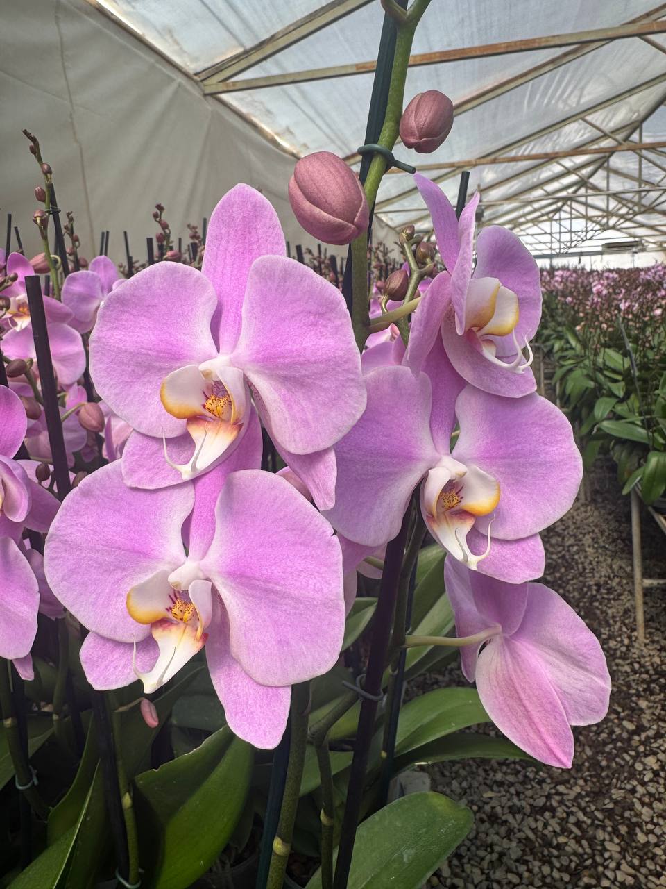 Orquidea phalaenopsis Rosada S14356