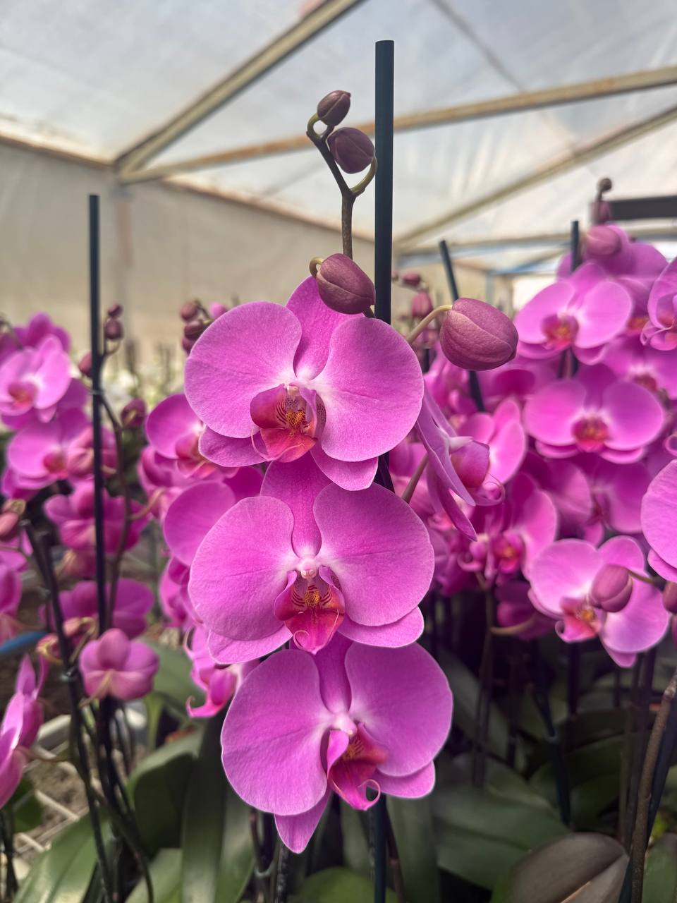 Orquidea phalaenopsis Rosada Tigris