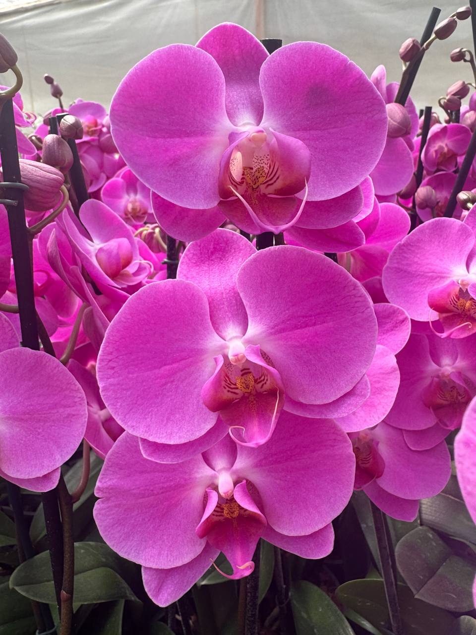 Orquidea phalaenopsis Rosada Tigris