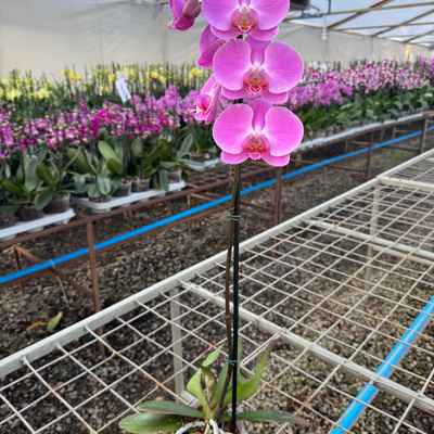 Orquidea phalaenopsis Rosada Tigris