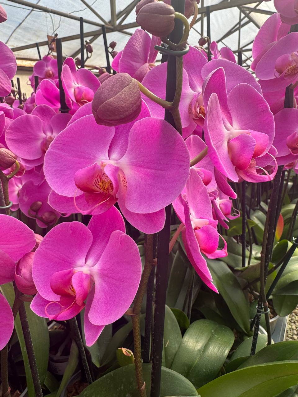 Orquidea phalaenopsis Rosada Tigris