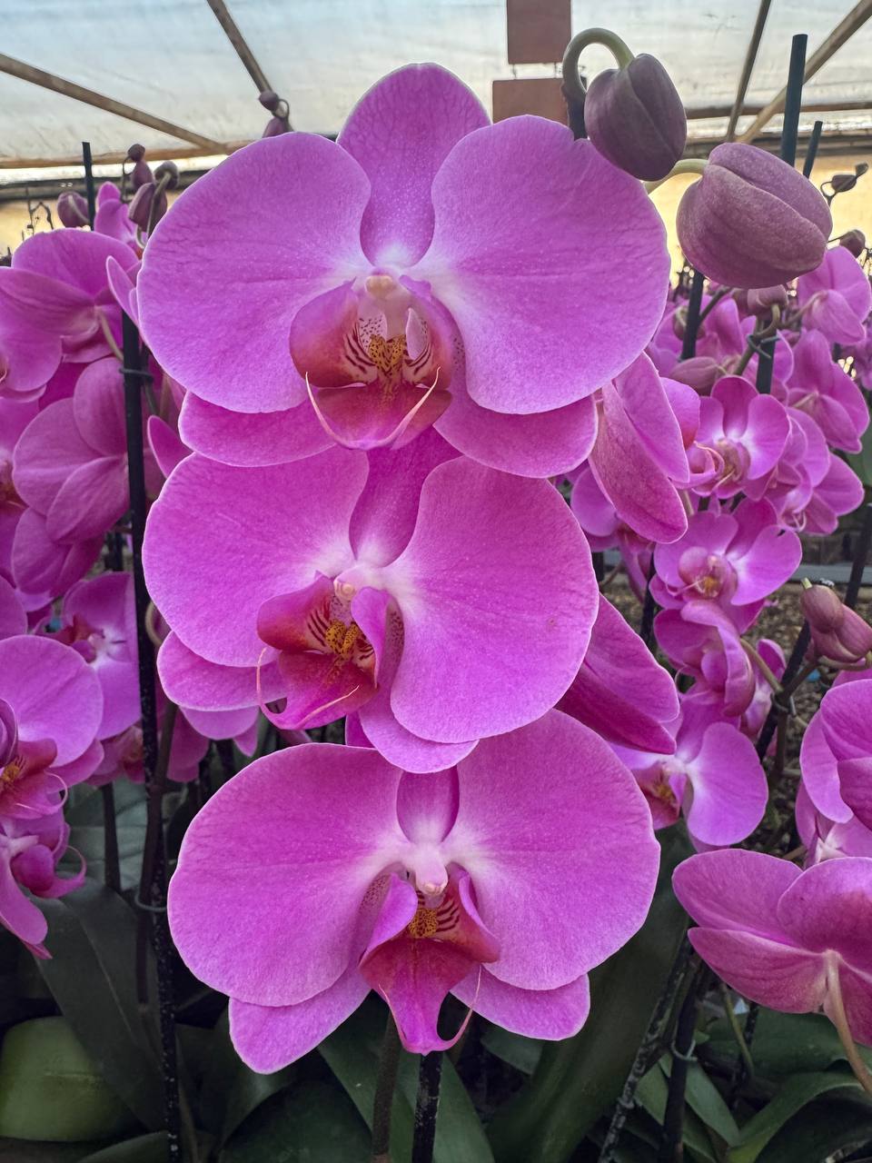 Orquidea phalaenopsis Rosada Tigris