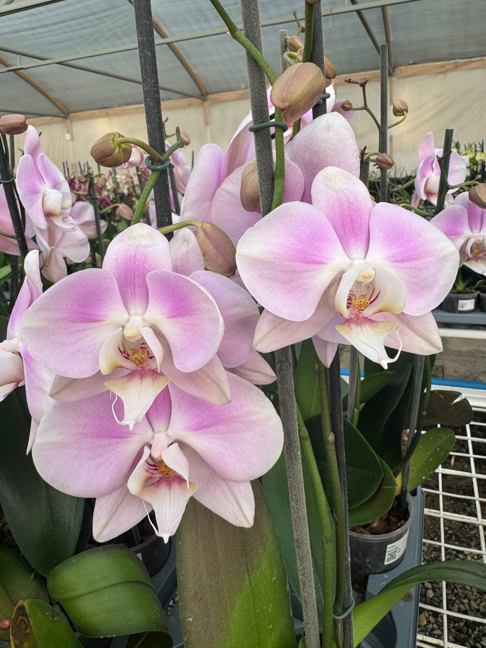 Orquidea phalaenopsis Sendai
