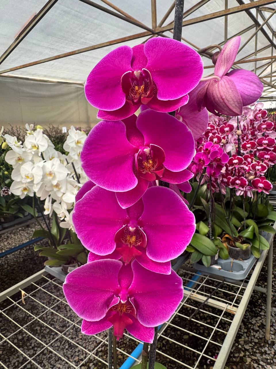 Orquidea phalaenopsis Violeta Queenstown