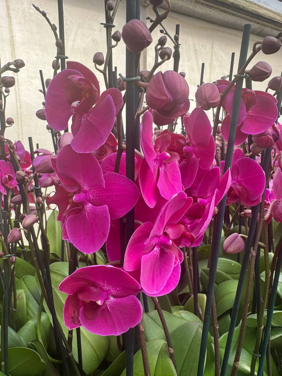 Orquidea phalaenopsis Violeta Queenstown