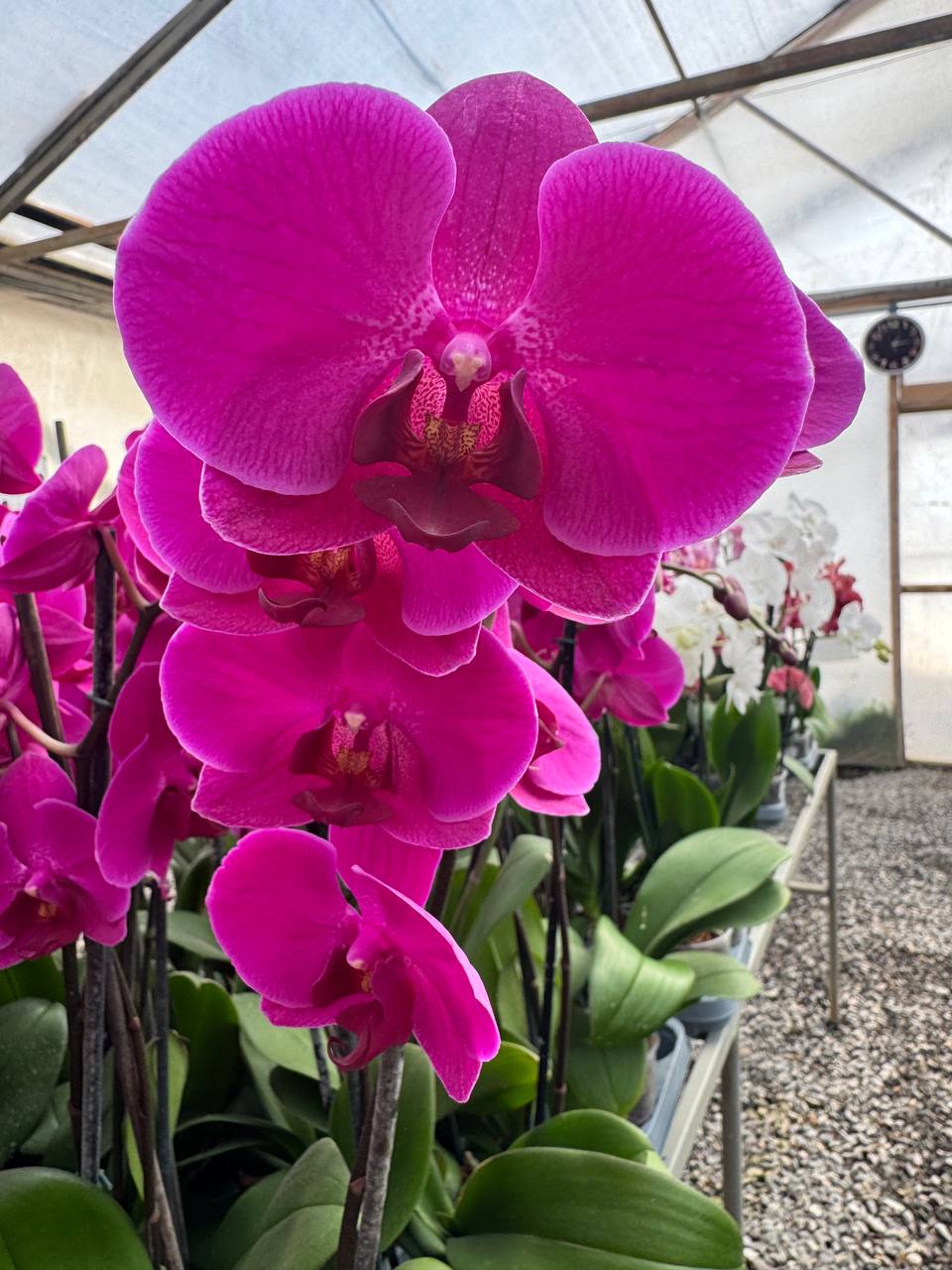 Orquidea phalaenopsis Violeta Queenstown