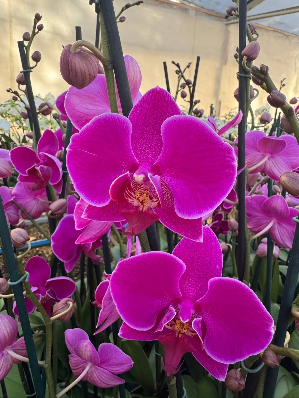 Orquidea phalaenopsis Violeta Queenstown