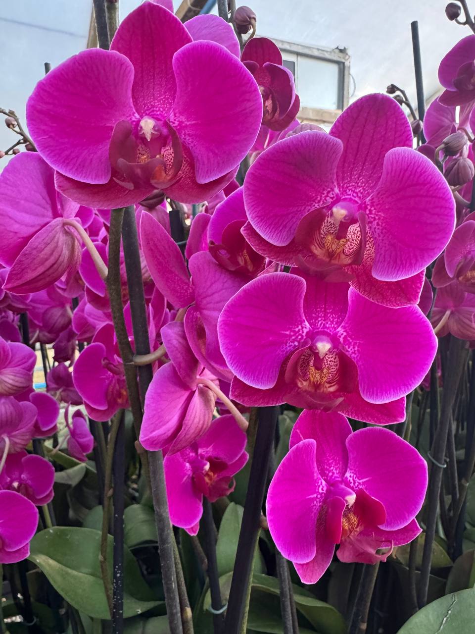 Orquidea phalaenopsis violeta Stellenbosch