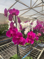 Orquidea phalaenopsis violeta Stellenbosch