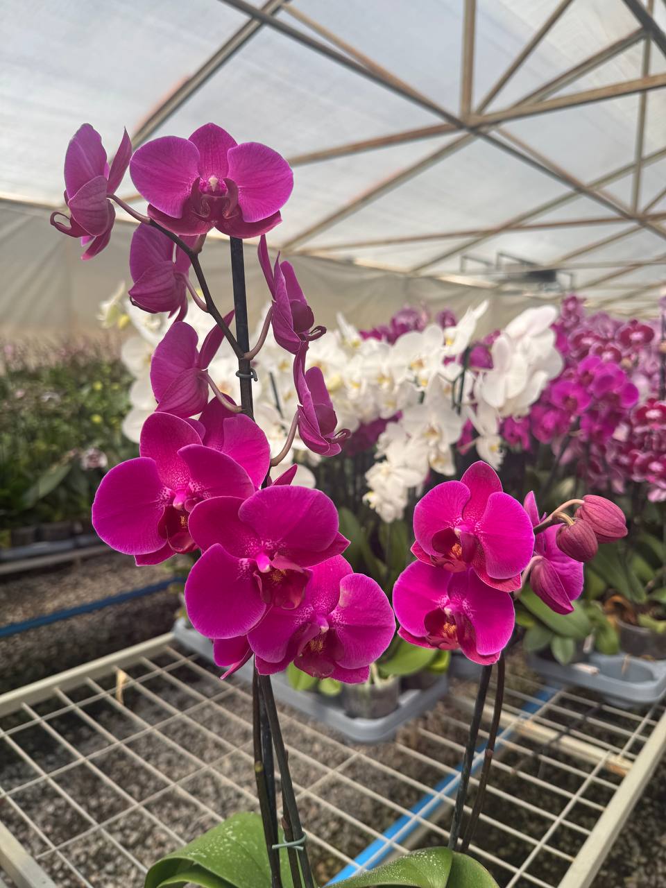 Orquidea phalaenopsis violeta Stellenbosch