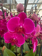 Orquidea phalaenopsis violeta Stellenbosch