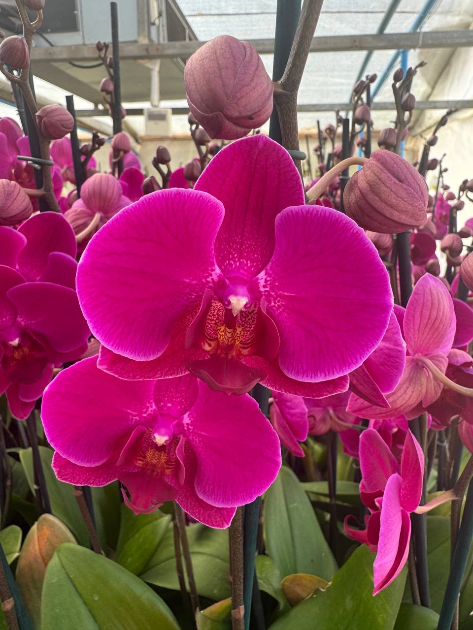 Orquidea phalaenopsis violeta Stellenbosch