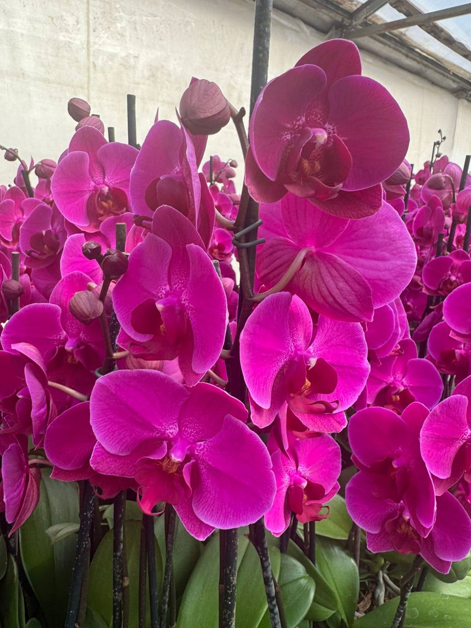 Orquidea phalaenopsis Violeta Stellenbosch