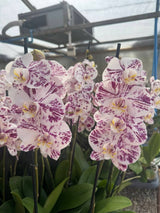 Orquídea 106660 | Floraflor