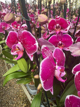 Orquídea 108124 | Floraflor