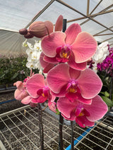 Orquídea Narbonne | Floraflor