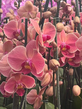 Orquídea Narbonne | Floraflor