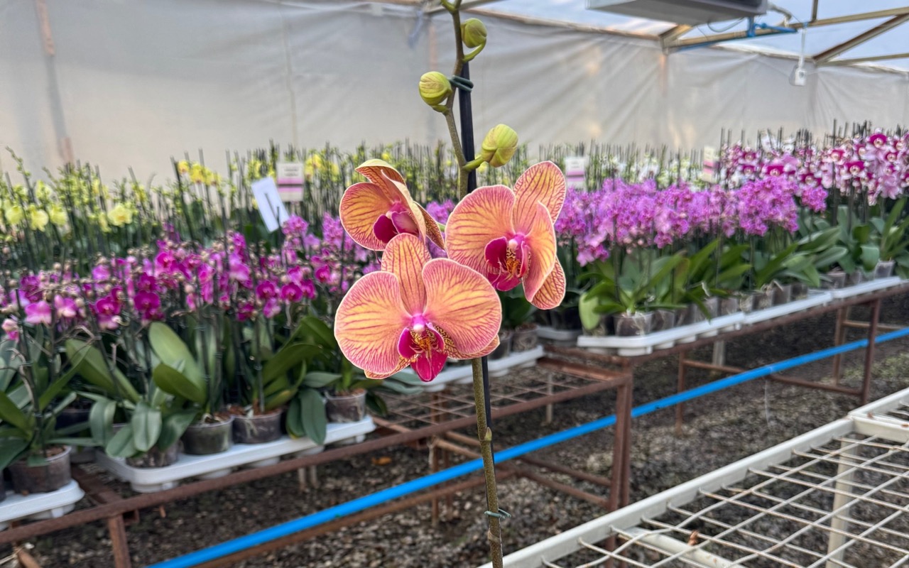 Orquídeas durante todo el año Floraflor